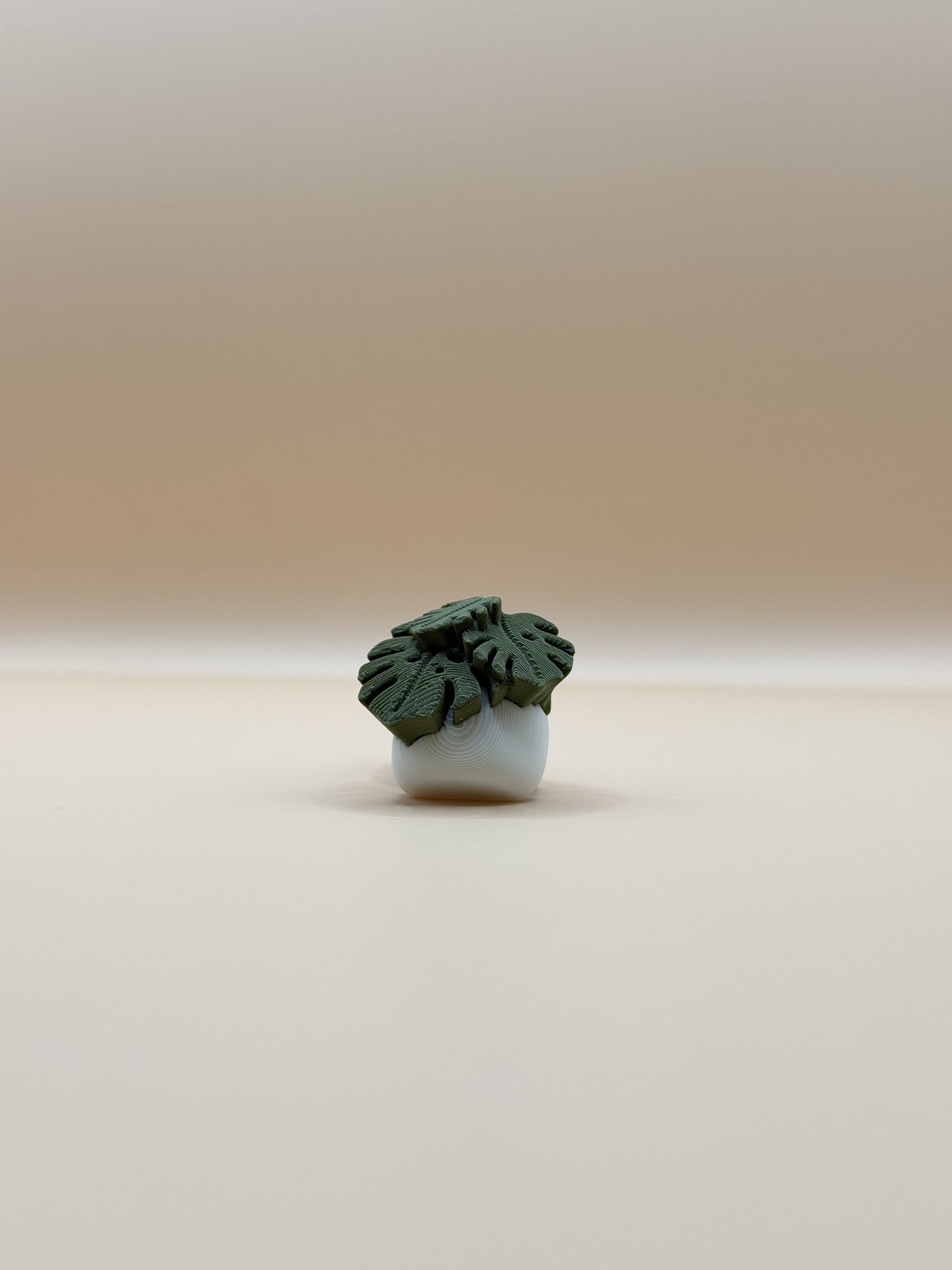 Potted Monstera